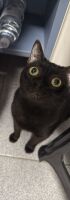 Lukeianoo