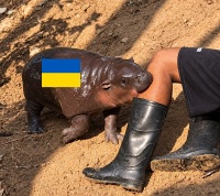 Baby hippo attack