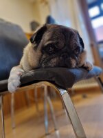 Pug_Hunter