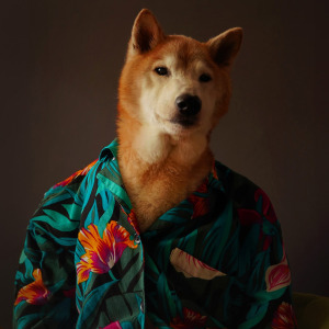Majestic Doggo