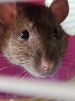 Omnibabs